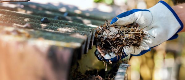 Pine Needle Gutter Cleaning in Sanford